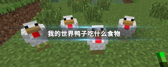 我的世界鸭子吃什么食物 我的世界鸭子怎么驯服