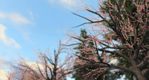 明日之后樱花树怎么获得 明日之后樱花树种子在哪里买