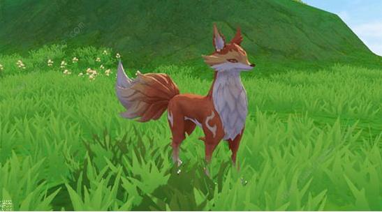 创造与魔法心月狐饲料包怎么制作 创造与魔法心月狐饲料保底